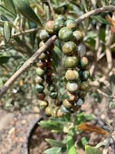 Load image into Gallery viewer, Rainforest Jasper Bracelet.