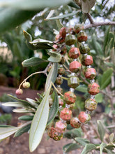 Load image into Gallery viewer, Unakite Energy Prism Faceted Barrel Bracelet.