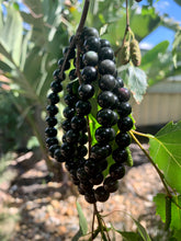 Load image into Gallery viewer, Silver Sheen & Rainbow Obsidian Bracelet.