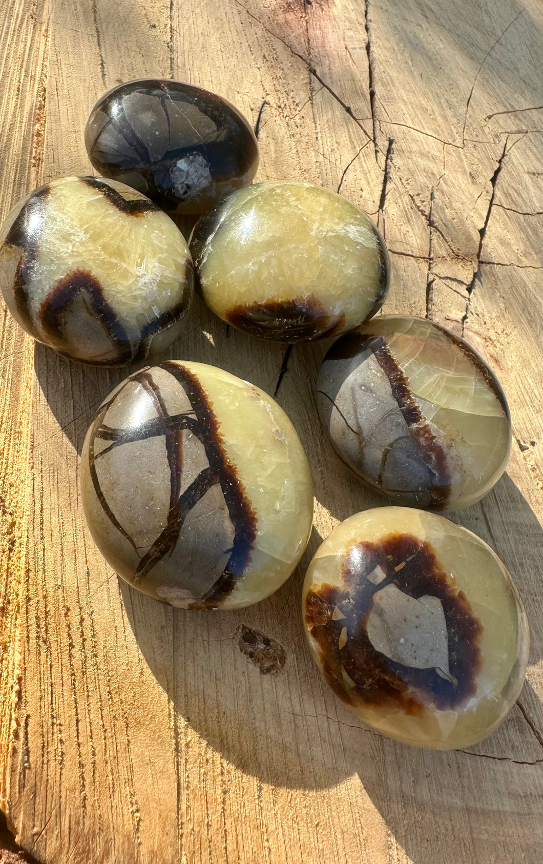 Septarian Palm Stones