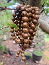 Load image into Gallery viewer, Sandalwood Mala Bracelet/ Necklace
