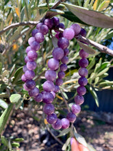 Load image into Gallery viewer, Lepidolite Bracelet.
