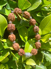 Load image into Gallery viewer, Rudraksha 5 Mukhi Mala Bracelet
